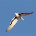 Letter-winged Kite