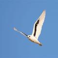 Letter-winged Kite