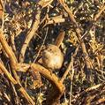 Thick-billed Grasswren