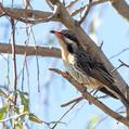 Spiny-cheeked Honeyeater