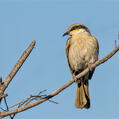 Singing Honeyeater