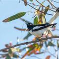 Pied Honeyeater