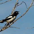 Pied Honeyeater