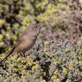 Western Grasswren