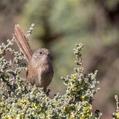 Western Grasswren