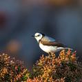 White-fronted Chat