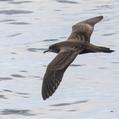 Wedge-tailed Shearwater