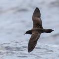 Wedge-tailed Shearwater