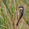 Grey-backed Shrike