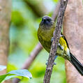 New Zealand Bellbird