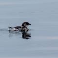 Peruvian Diving Petrel