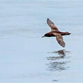Sooty Shearwater
