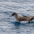 Fluttering Shearwater