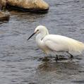 Snowy Egret