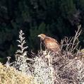 Harris's Hawk