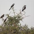 Grey-backed Fiscal