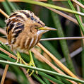 Stripe-backed Bittern