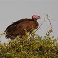 Lappet-faced Vulture