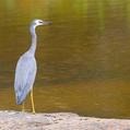 White-faced Heron