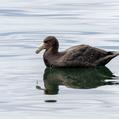 Southern Giant Petrel