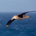Southern Giant Petrel