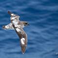 Cape Petrel