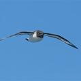 Cape Petrel