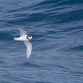 Blue Petrel