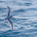 Blue Petrel