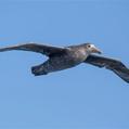 Southern Giant Petrel