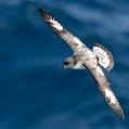 Cape Petrel
