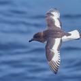 Antarctic Petrel