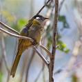 White-eared Honeyeater