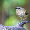 New Zealand Bellbird