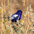 White-winged Fairywren