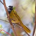 White-eared Honeyeater