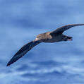Flesh-footed Shearwater