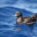 Flesh-footed Shearwater