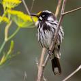 New Holland Honeyeater