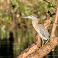 Striated Heron