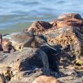 Striated Heron