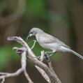 White-gaped Honeyeater