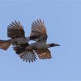 Helmeted Friarbird