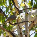 Yellow-throated Miner