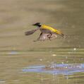 White-throated Honeyeater