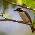 White-throated Honeyeater