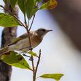 Rufous-banded Honeyeater