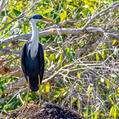 Pied Heron