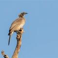 Silver-crowned Friarbird