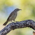 White-lined Honeyeater